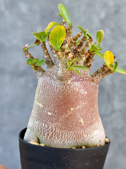【現品限り】アデニウム・アラビカム ブラックスキン 実生【K44】 Adenium arabicum 'Black skin'