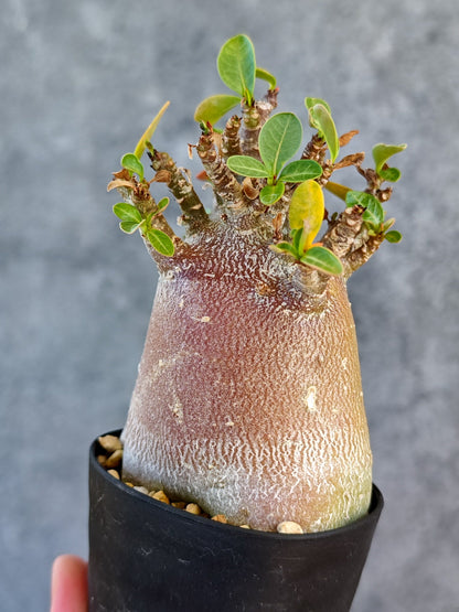 【現品限り】アデニウム・アラビカム ブラックスキン 実生【K44】 Adenium arabicum 'Black skin'