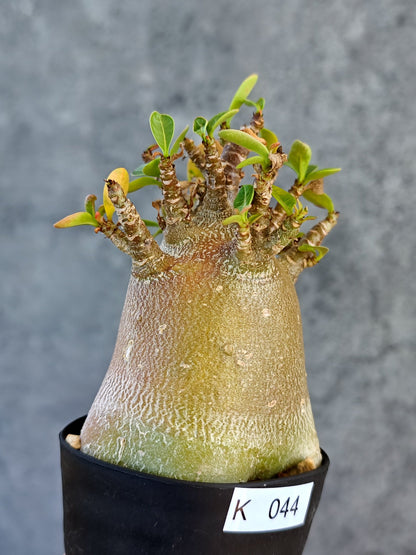 【現品限り】アデニウム・アラビカム ブラックスキン 実生【K44】 Adenium arabicum 'Black skin'