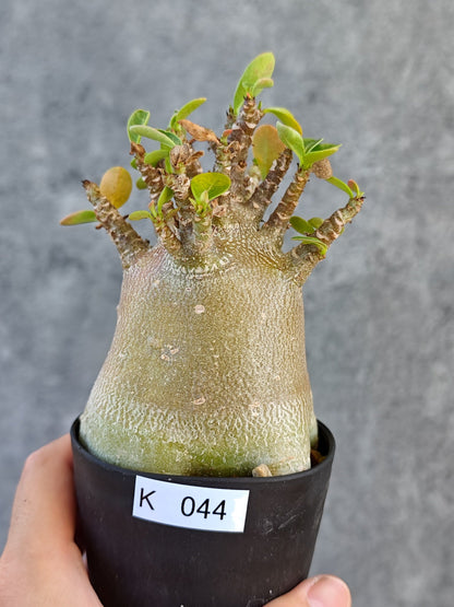 【現品限り】アデニウム・アラビカム ブラックスキン 実生【K44】 Adenium arabicum 'Black skin'