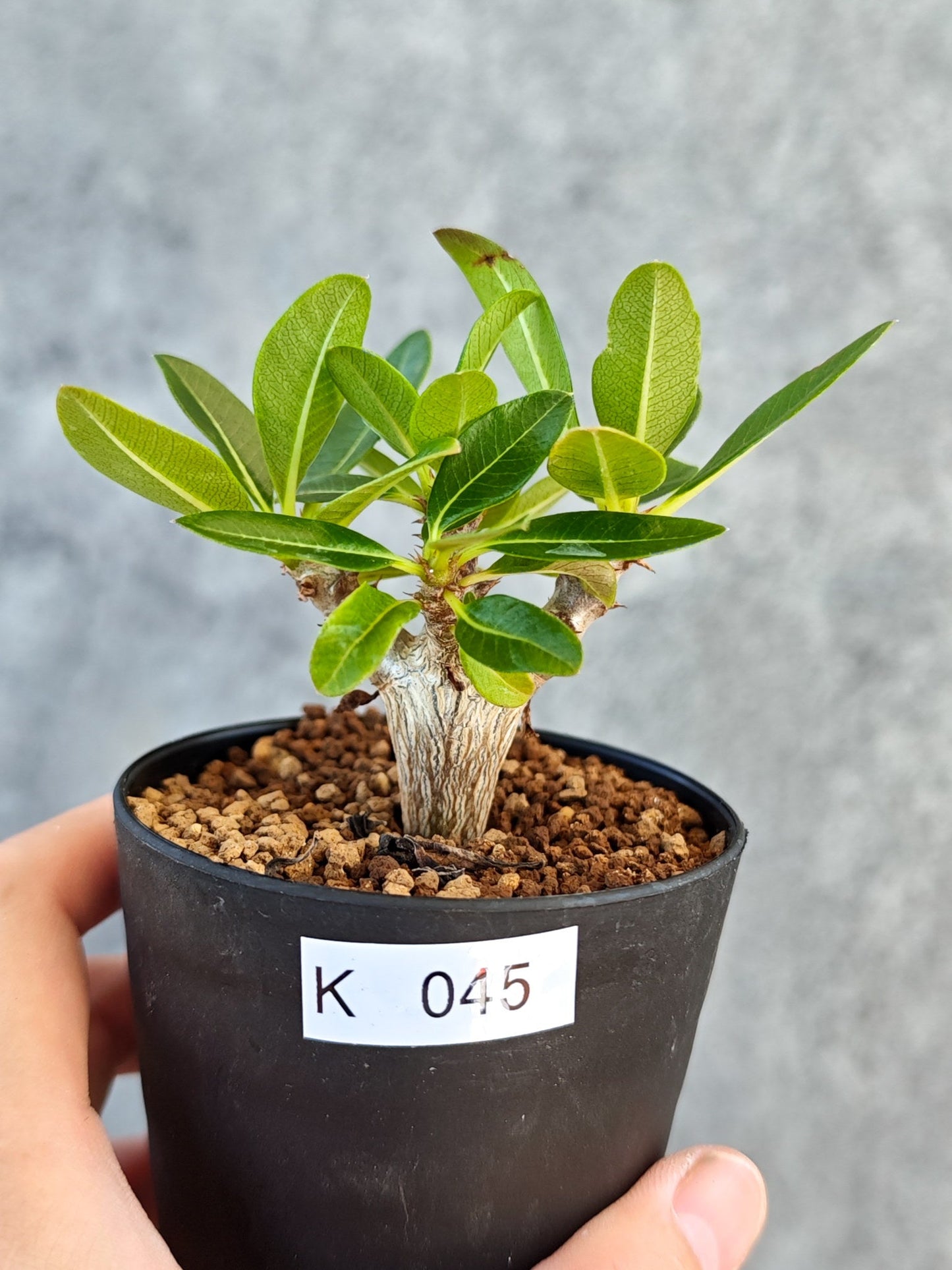 【現品限り】パキポディウム・ウィンゾリー 実生【K45】 Pachypodium windsorii