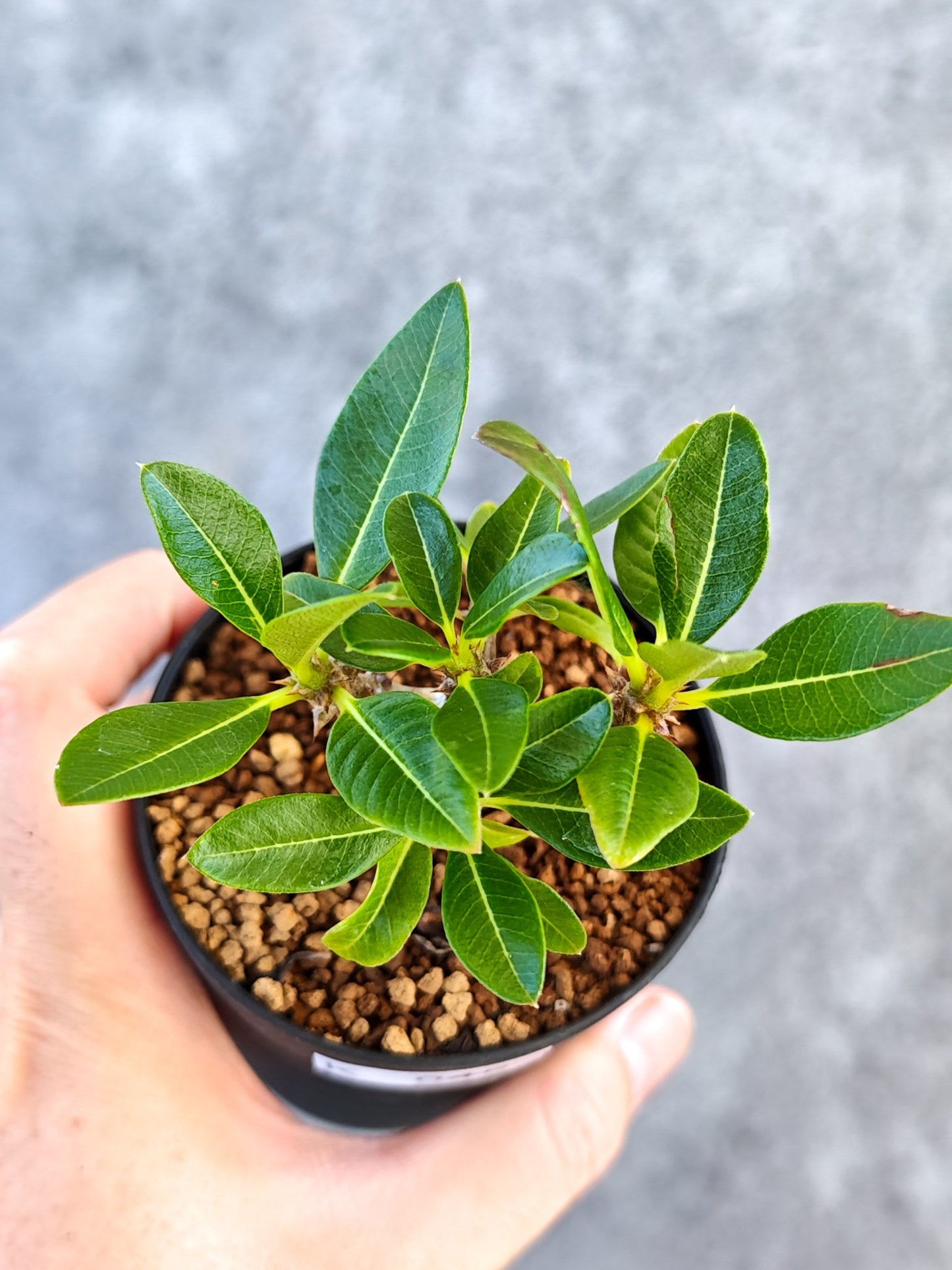 【現品限り】パキポディウム・ウィンゾリー 実生【K45】 Pachypodium windsorii