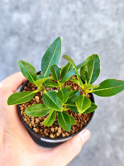 【現品限り】パキポディウム・ウィンゾリー 実生【K45】 Pachypodium windsorii