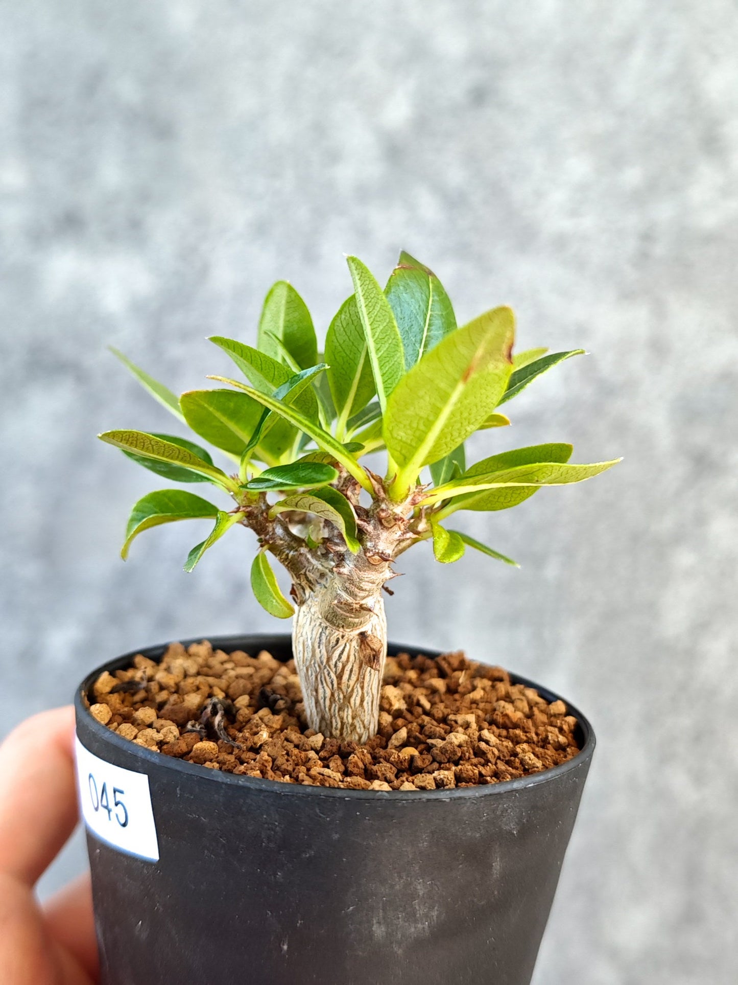 【現品限り】パキポディウム・ウィンゾリー 実生【K45】 Pachypodium windsorii