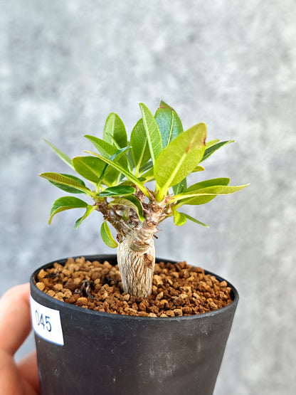 【現品限り】パキポディウム・ウィンゾリー 実生【K45】 Pachypodium windsorii
