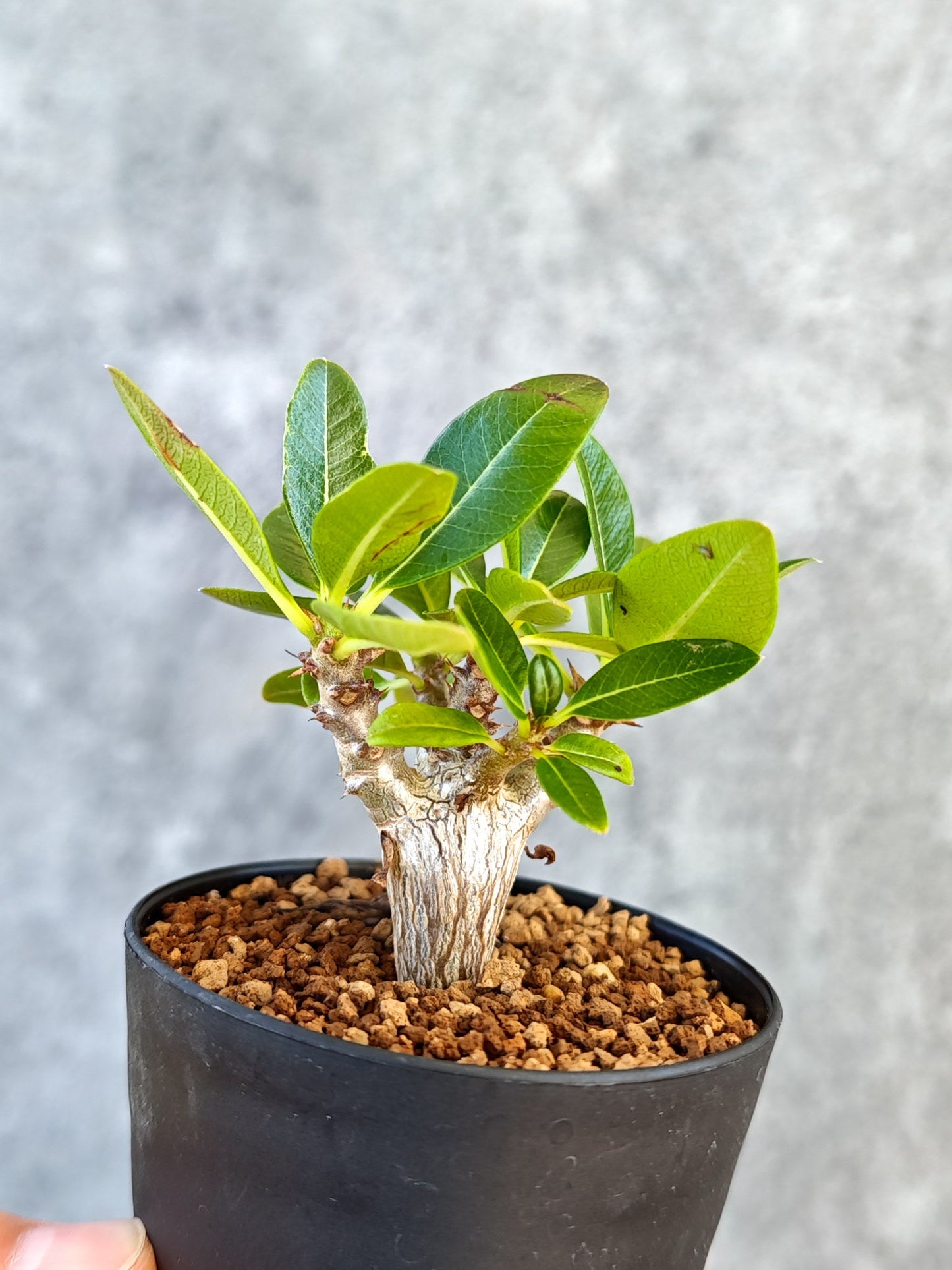 【現品限り】パキポディウム・ウィンゾリー 実生【K45】 Pachypodium windsorii