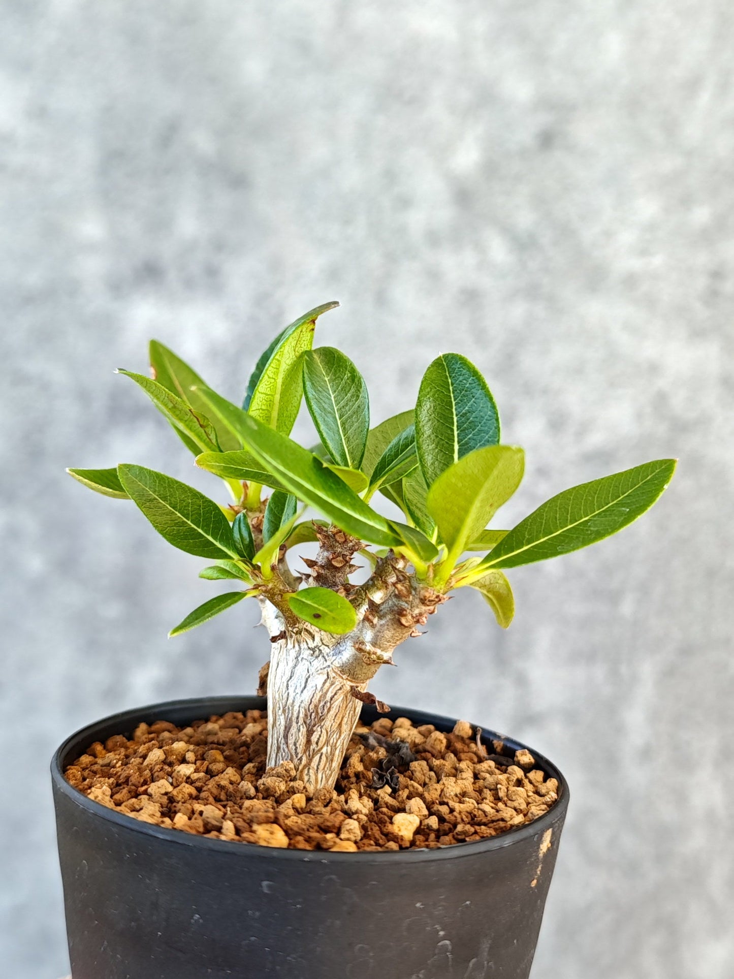【現品限り】パキポディウム・ウィンゾリー 実生【K45】 Pachypodium windsorii