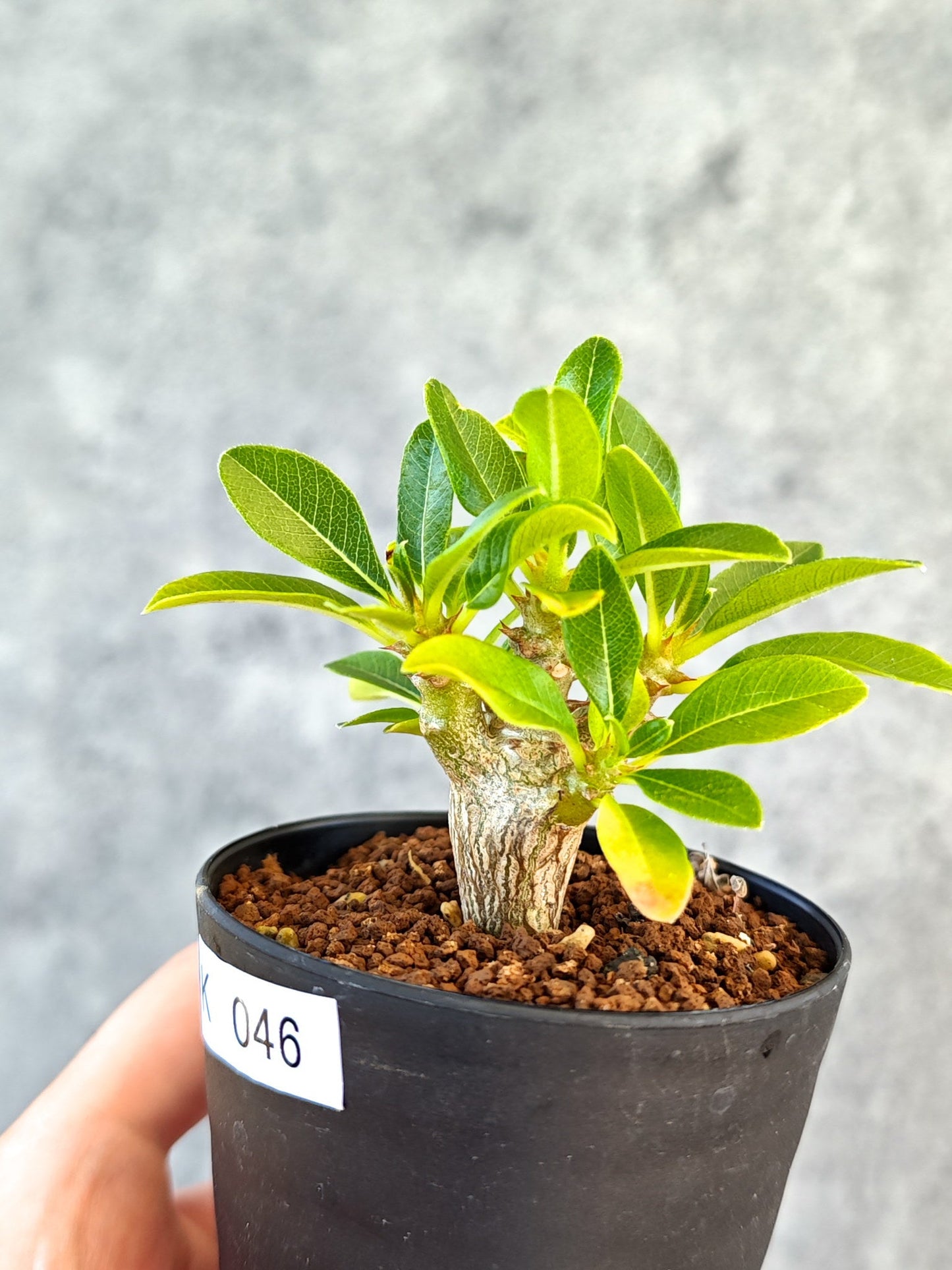 【現品限り】パキポディウム・ウィンゾリー 実生【K46】 Pachypodium windsorii
