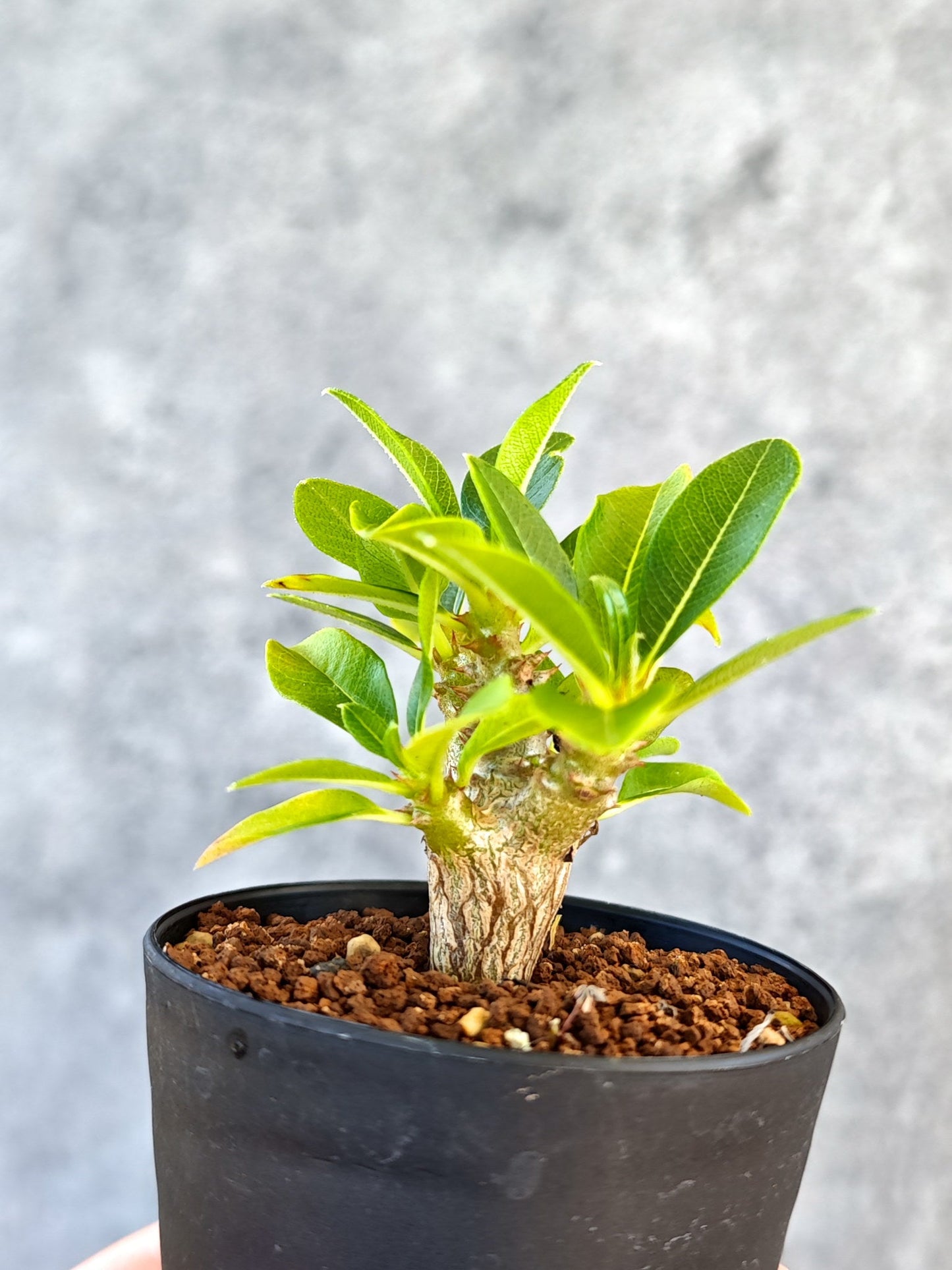 【現品限り】パキポディウム・ウィンゾリー 実生【K46】 Pachypodium windsorii