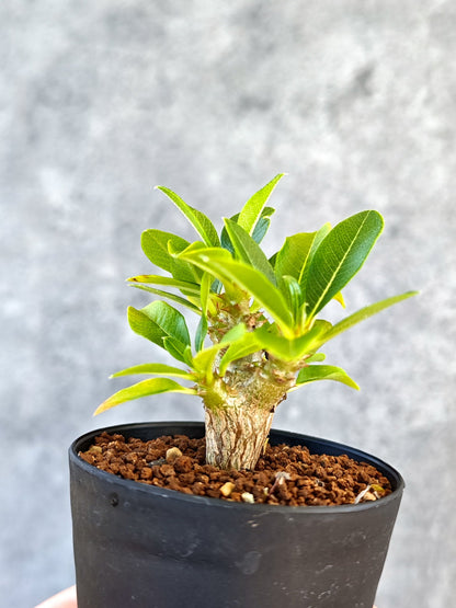 【現品限り】パキポディウム・ウィンゾリー 実生【K46】 Pachypodium windsorii
