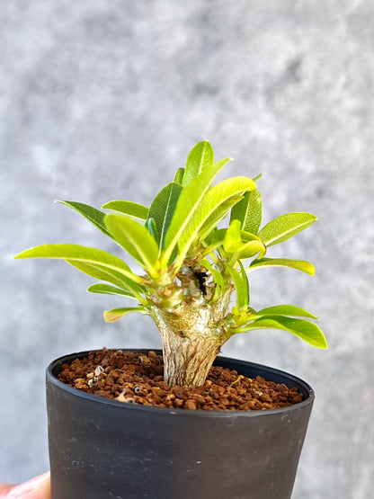 【現品限り】パキポディウム・ウィンゾリー 実生【K46】 Pachypodium windsorii