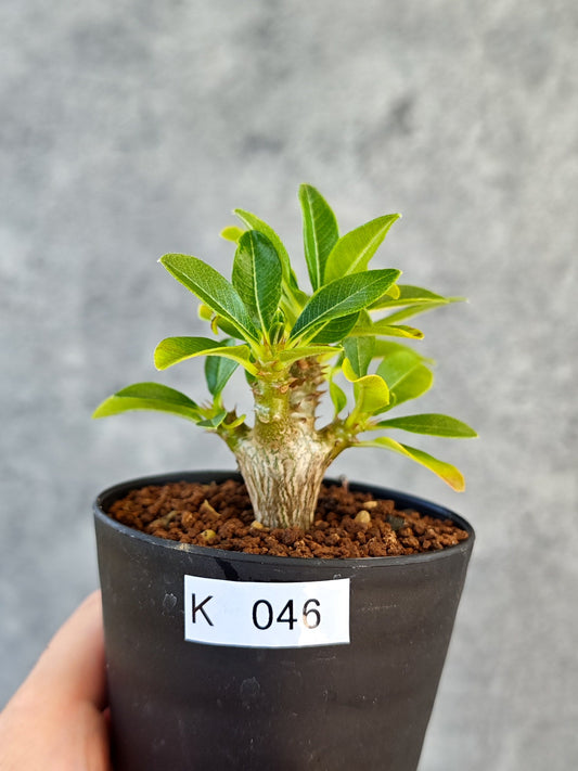 【現品限り】パキポディウム・ウィンゾリー 実生【K46】 Pachypodium windsorii