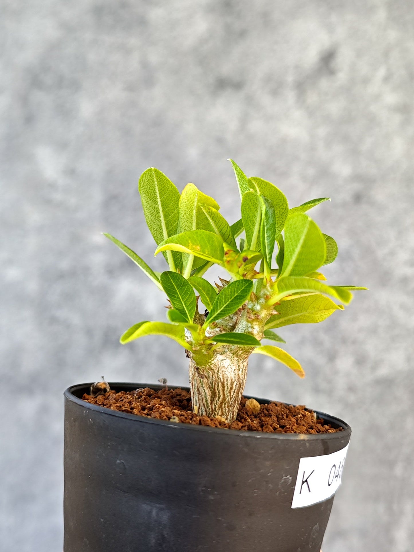 【現品限り】パキポディウム・ウィンゾリー 実生【K46】 Pachypodium windsorii