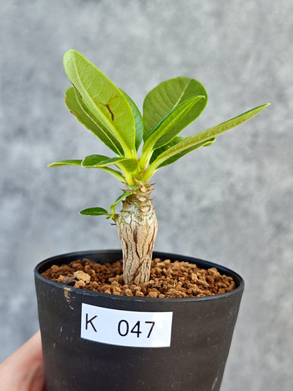【現品限り】パキポディウム・ウィンゾリー 実生【K47】 Pachypodium windsorii