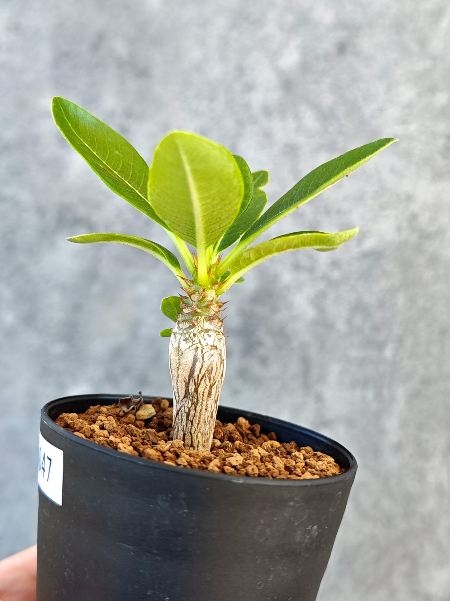【現品限り】パキポディウム・ウィンゾリー 実生【K47】 Pachypodium windsorii