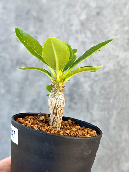 【現品限り】パキポディウム・ウィンゾリー 実生【K47】 Pachypodium windsorii