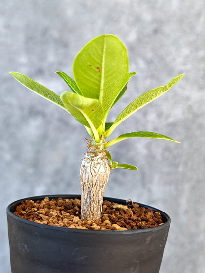 【現品限り】パキポディウム・ウィンゾリー 実生【K47】 Pachypodium windsorii