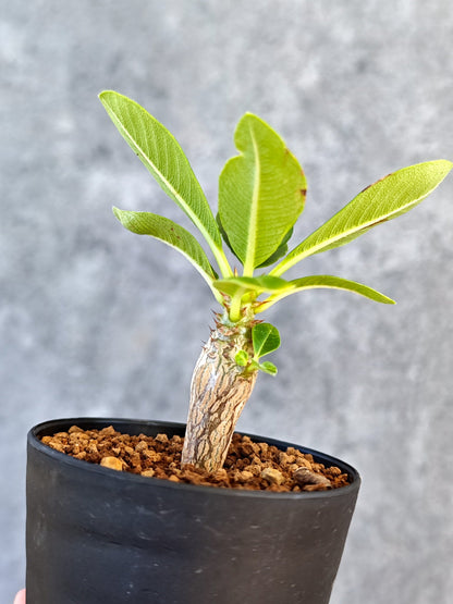 【現品限り】パキポディウム・ウィンゾリー 実生【K47】 Pachypodium windsorii
