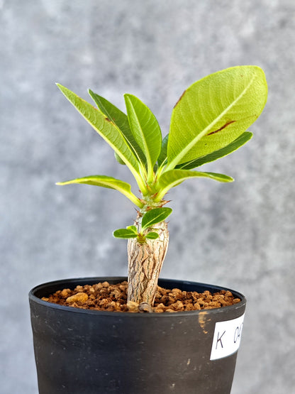 【現品限り】パキポディウム・ウィンゾリー 実生【K47】 Pachypodium windsorii