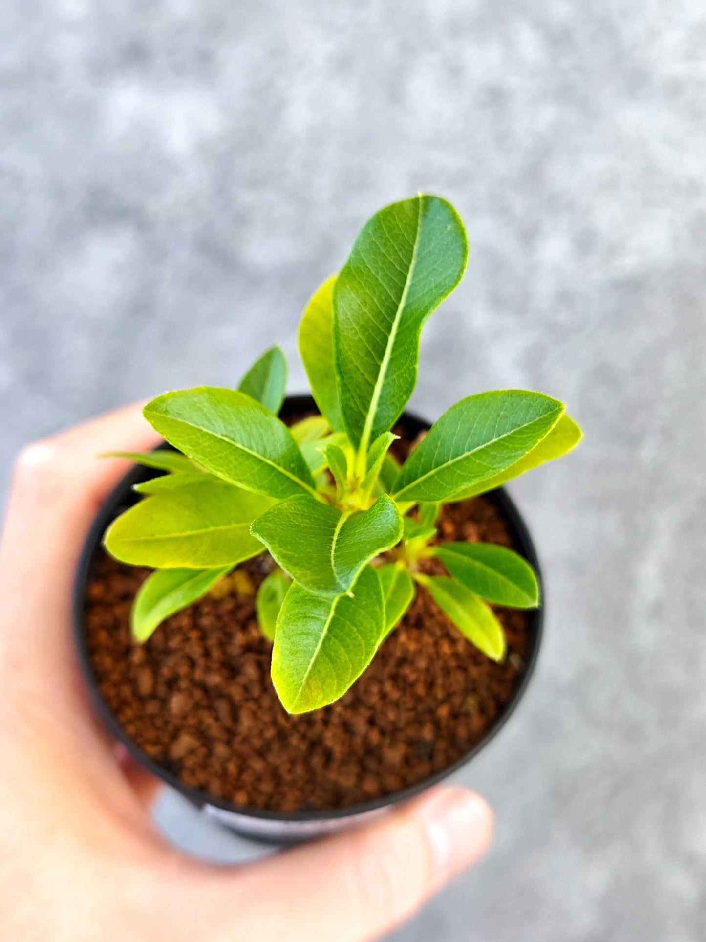 【現品限り】パキポディウム・ウィンゾリー 実生【K48】 Pachypodium windsorii