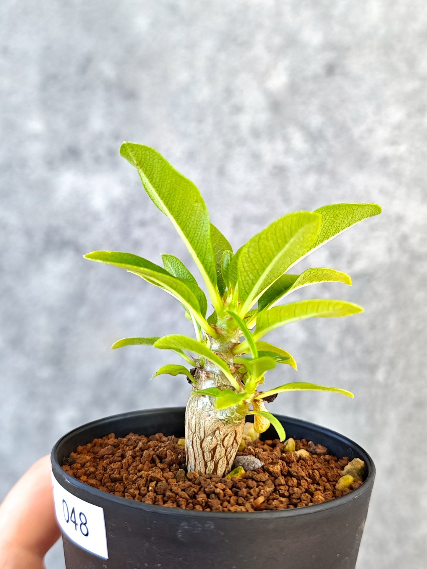 【現品限り】パキポディウム・ウィンゾリー 実生【K48】 Pachypodium windsorii