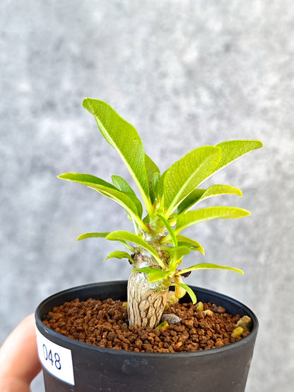 【現品限り】パキポディウム・ウィンゾリー 実生【K48】 Pachypodium windsorii
