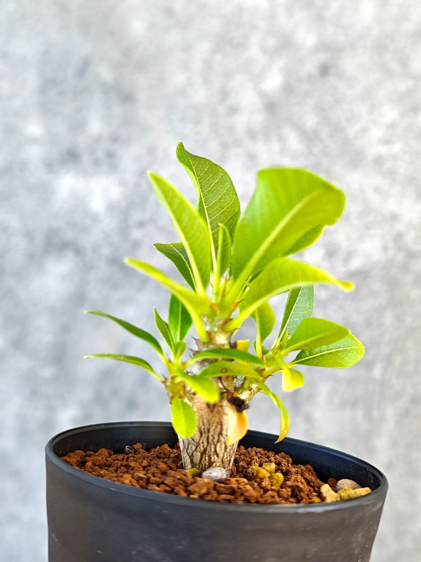 【現品限り】パキポディウム・ウィンゾリー 実生【K48】 Pachypodium windsorii