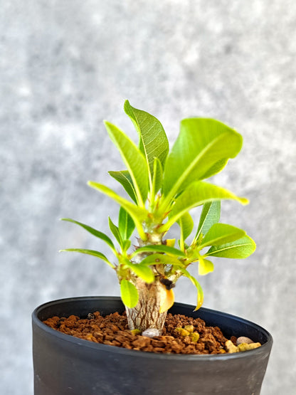 【現品限り】パキポディウム・ウィンゾリー 実生【K48】 Pachypodium windsorii