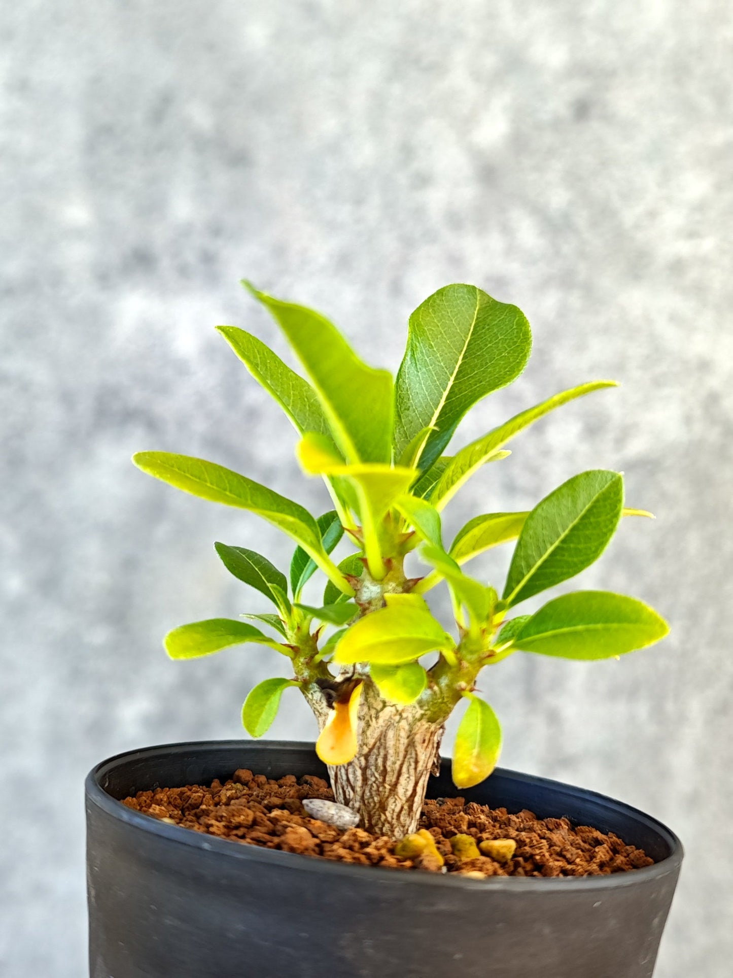 【現品限り】パキポディウム・ウィンゾリー 実生【K48】 Pachypodium windsorii
