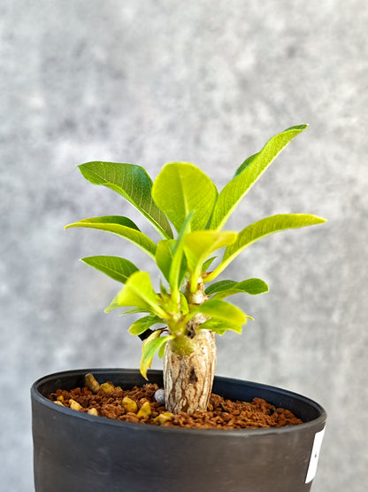 【現品限り】パキポディウム・ウィンゾリー 実生【K48】 Pachypodium windsorii