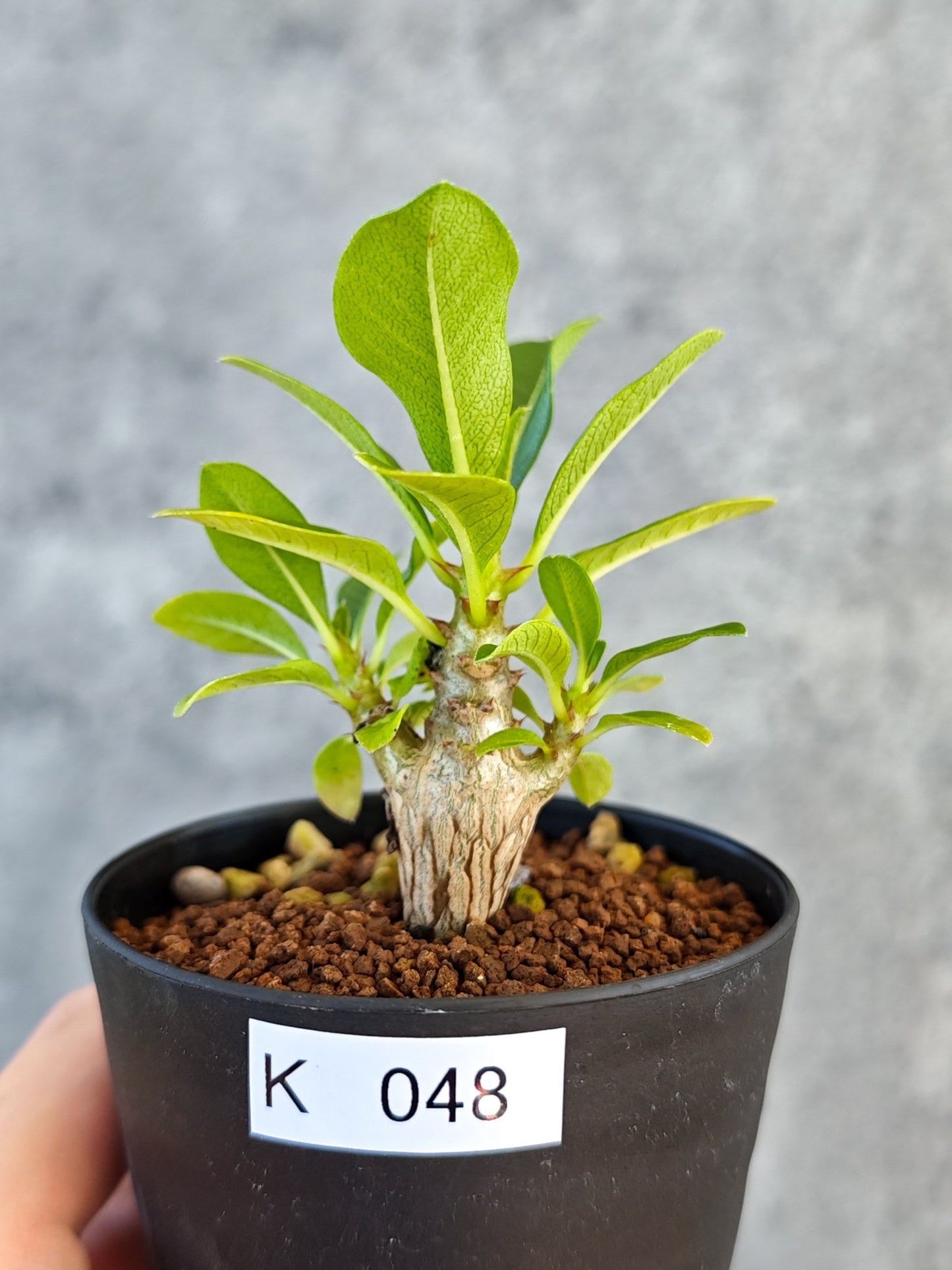 【現品限り】パキポディウム・ウィンゾリー 実生【K48】 Pachypodium windsorii