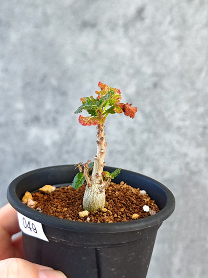 【現品限り】ボスウェリア・ナナ 実生【K49】 Boswellia nana
