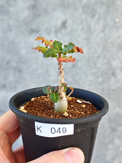 【現品限り】ボスウェリア・ナナ 実生【K49】 Boswellia nana