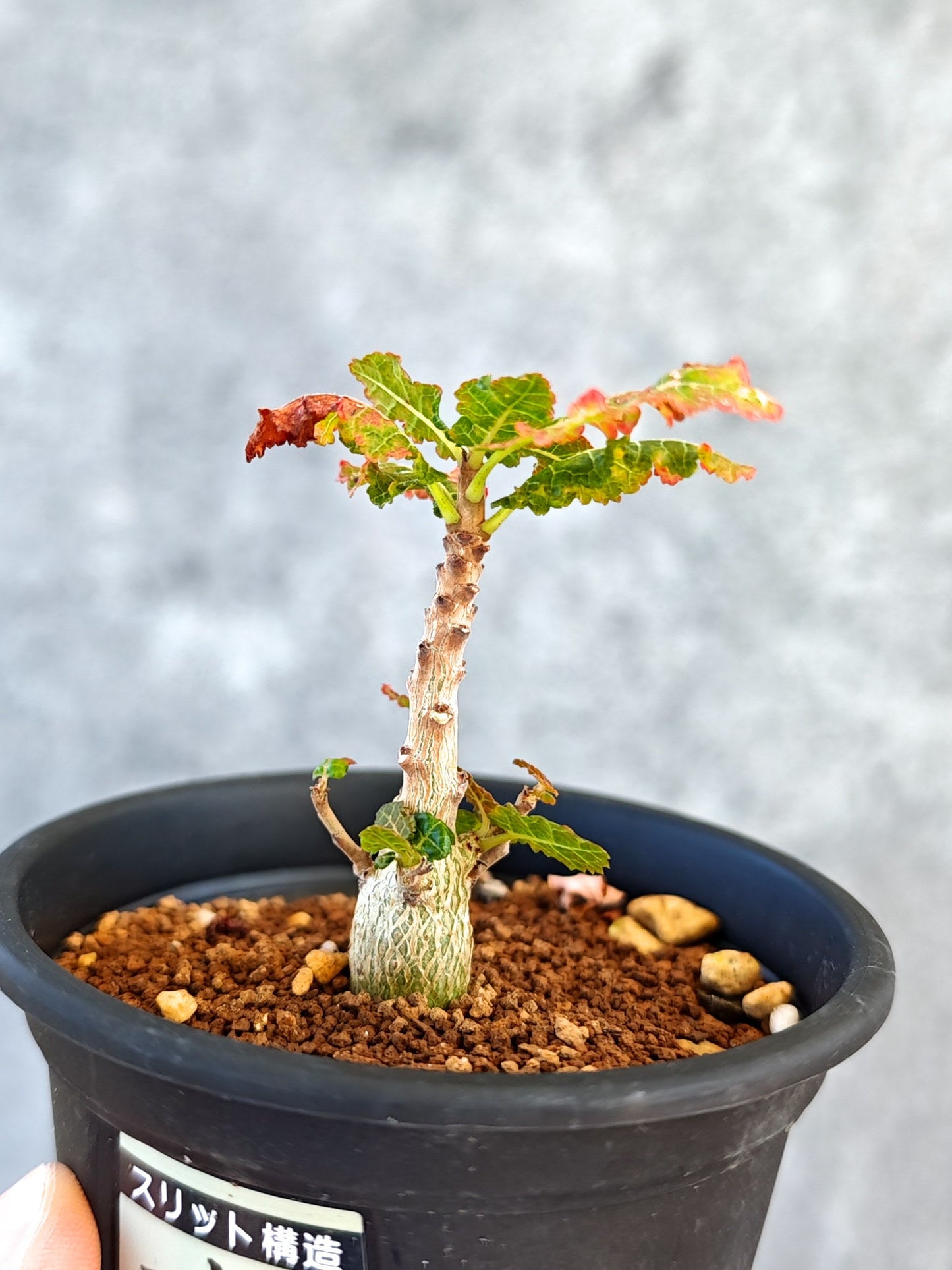 【現品限り】ボスウェリア・ナナ 実生【K49】 Boswellia nana