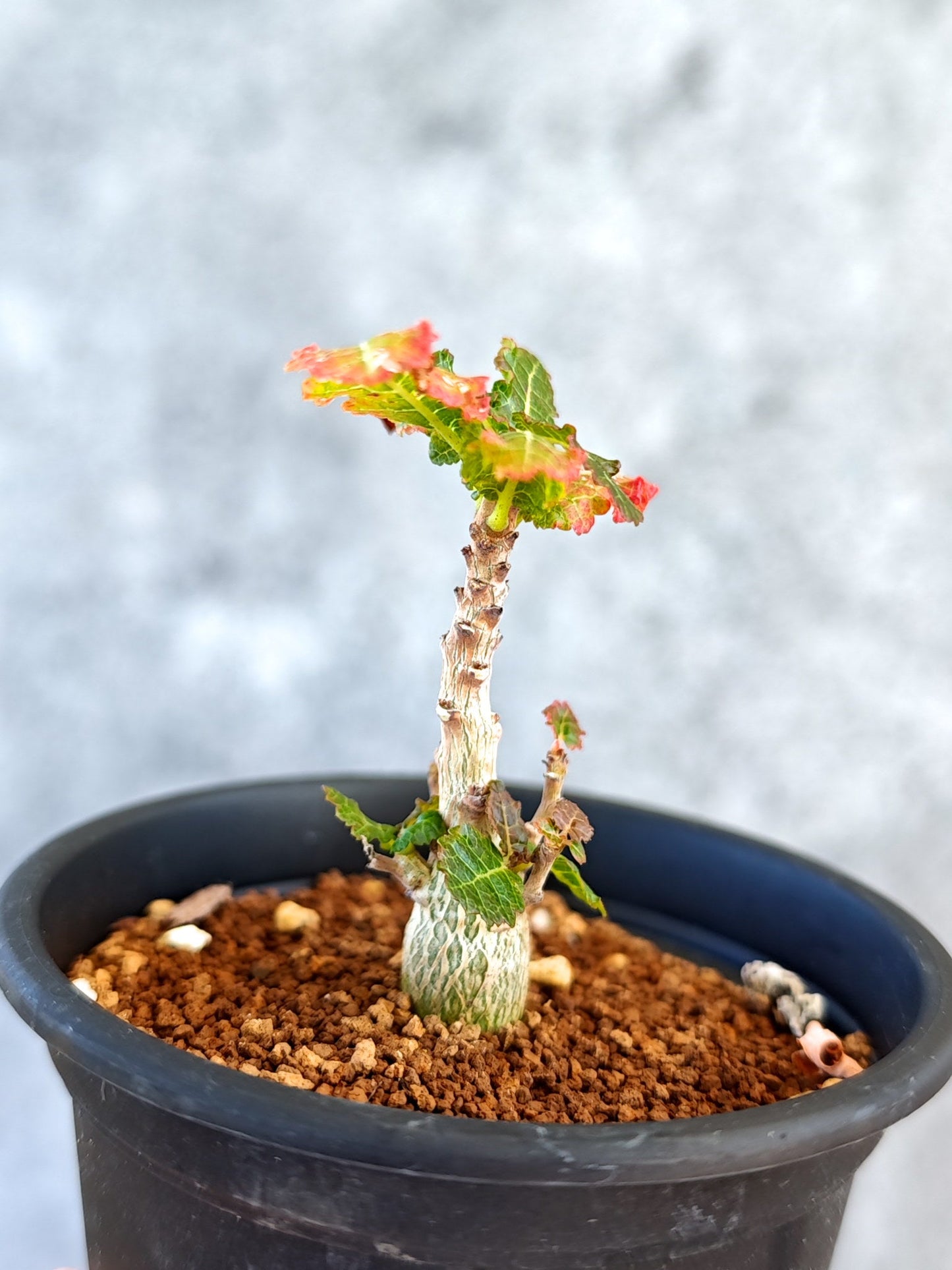 【現品限り】ボスウェリア・ナナ 実生【K49】 Boswellia nana