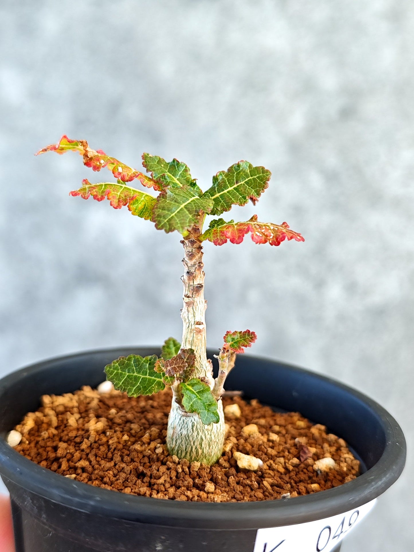 【現品限り】ボスウェリア・ナナ 実生【K49】 Boswellia nana