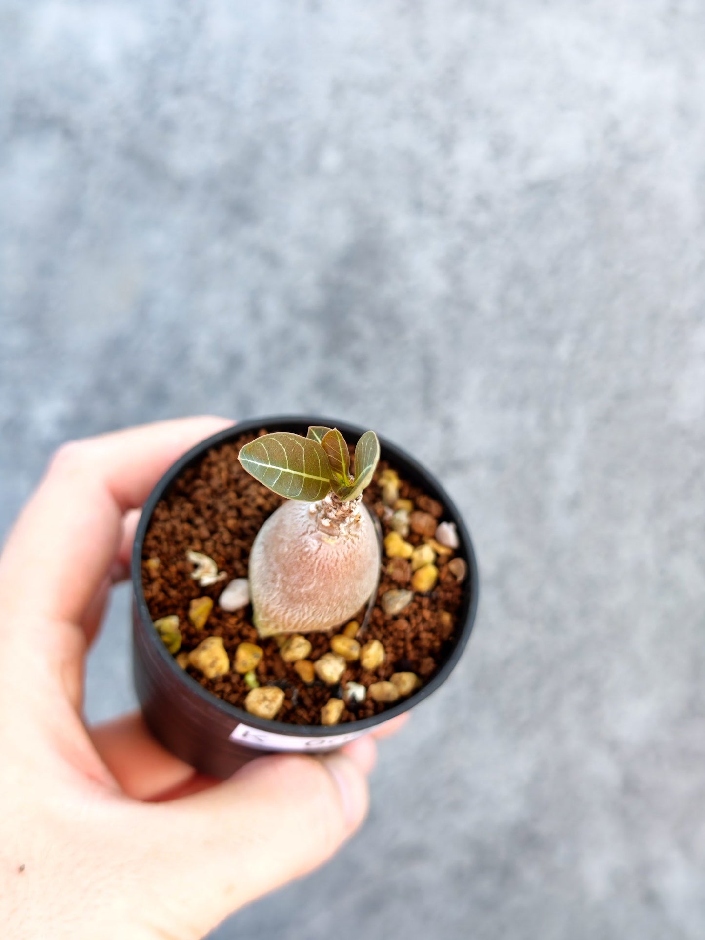 【現品限り】アデニウム・ソコトラナム 実生【K4】 Adenium socotranum