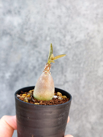 【現品限り】アデニウム・ソコトラナム 実生【K4】 Adenium socotranum