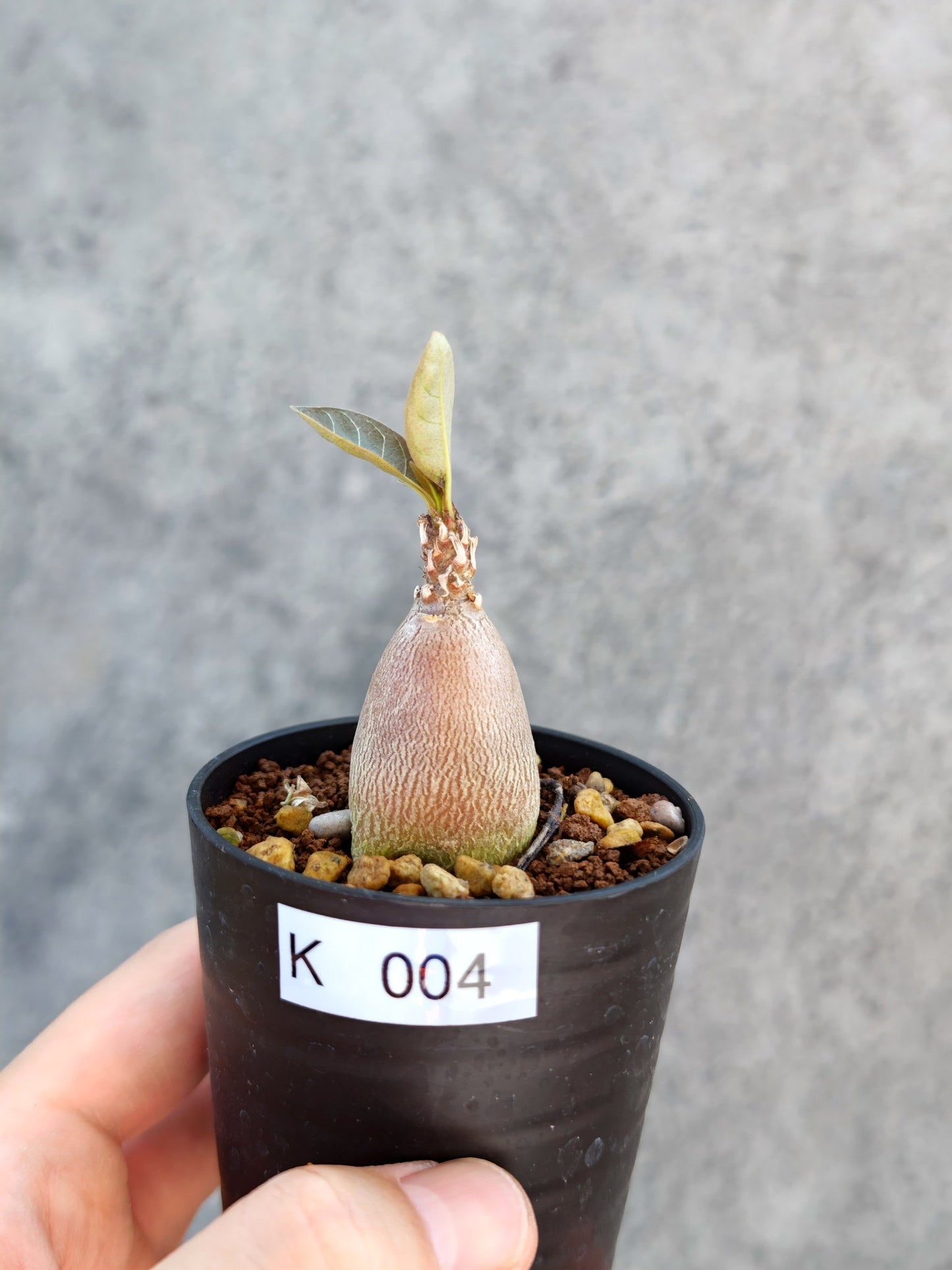 【現品限り】アデニウム・ソコトラナム 実生【K4】 Adenium socotranum