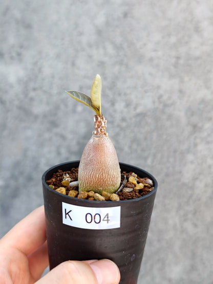 【現品限り】アデニウム・ソコトラナム 実生【K4】 Adenium socotranum