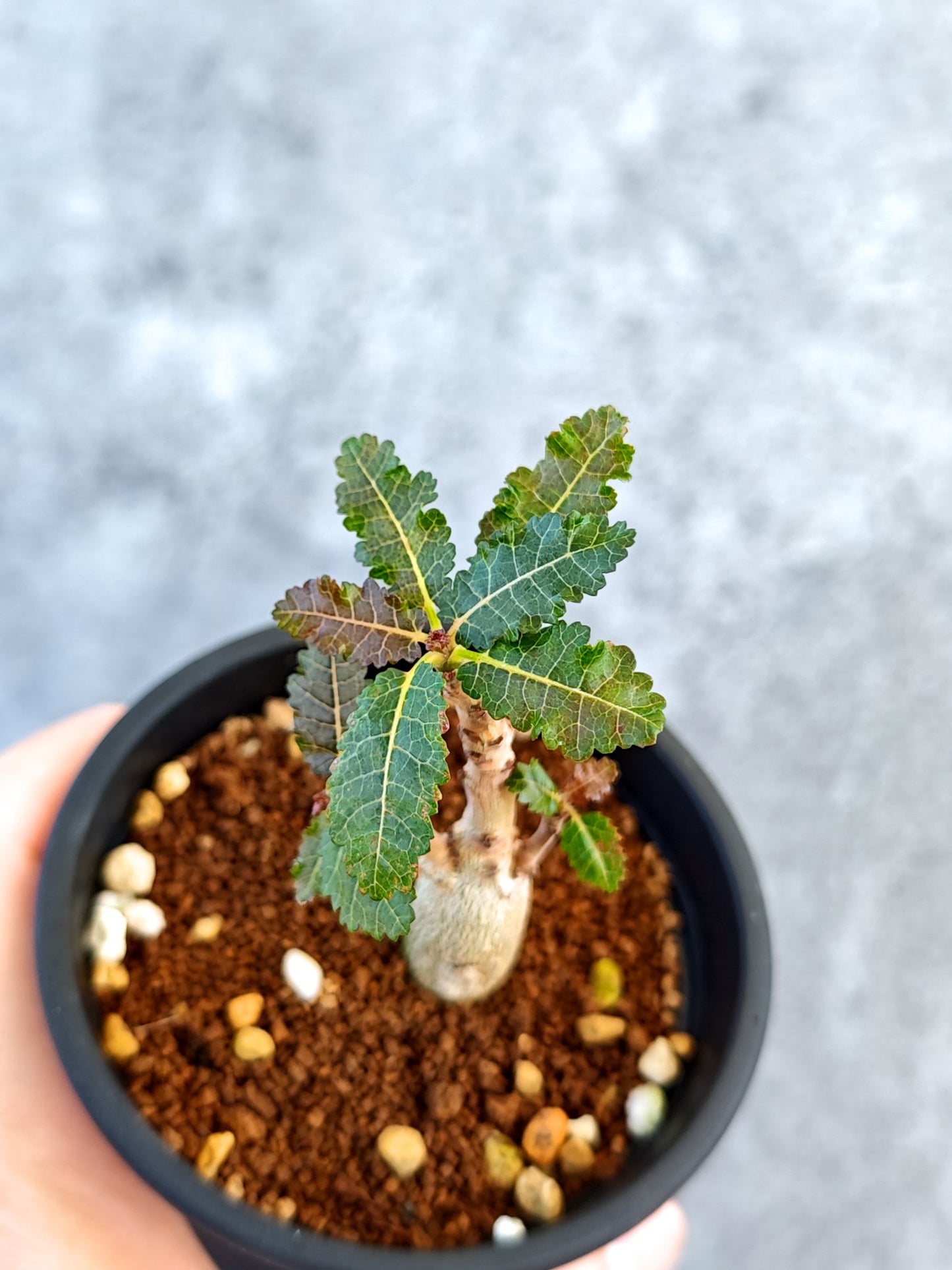 【現品限り】ボスウェリア・ナナ 実生【K50】 Boswellia nana