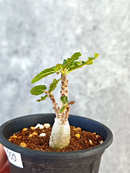 【現品限り】ボスウェリア・ナナ 実生【K50】 Boswellia nana