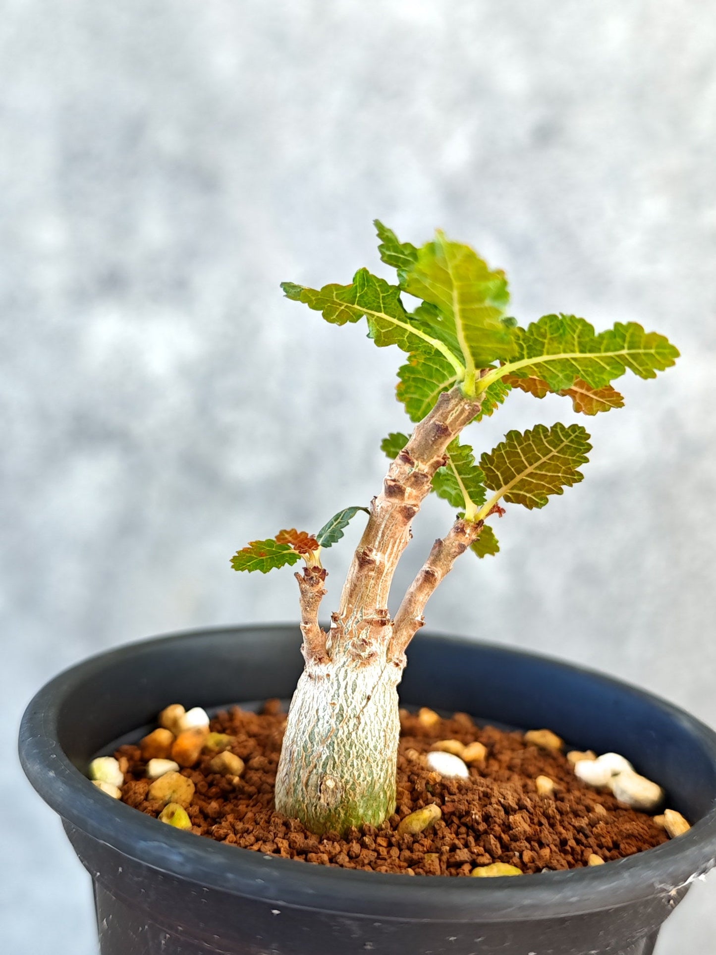 【現品限り】ボスウェリア・ナナ 実生【K50】 Boswellia nana