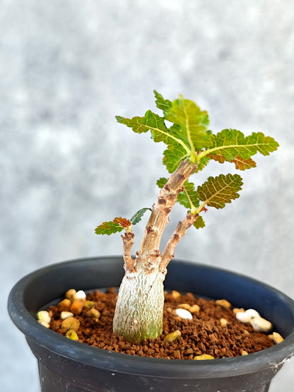 【現品限り】ボスウェリア・ナナ 実生【K50】 Boswellia nana