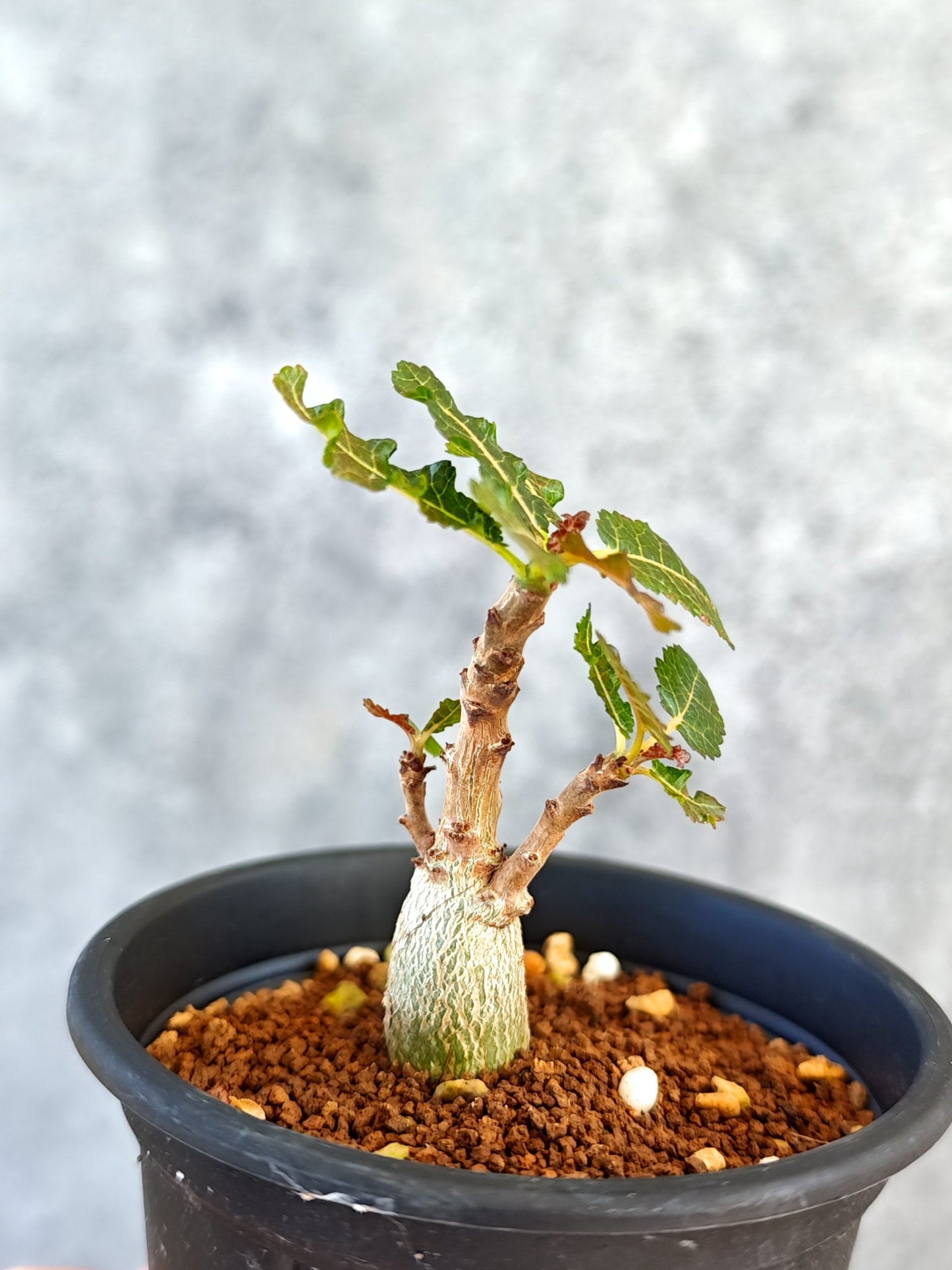 【現品限り】ボスウェリア・ナナ 実生【K50】 Boswellia nana