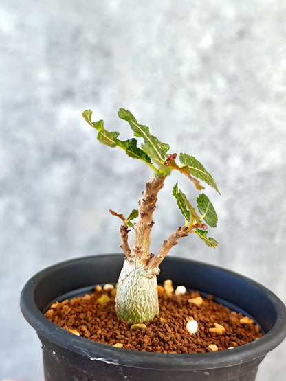 【現品限り】ボスウェリア・ナナ 実生【K50】 Boswellia nana