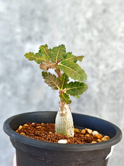 【現品限り】ボスウェリア・ナナ 実生【K50】 Boswellia nana