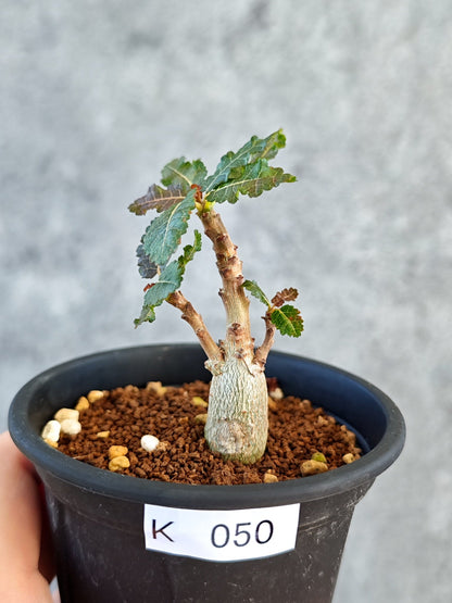【現品限り】ボスウェリア・ナナ 実生【K50】 Boswellia nana