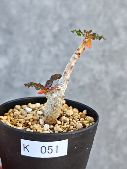 【現品限り】ボスウェリア・ナナ 実生【K51】 Boswellia nana