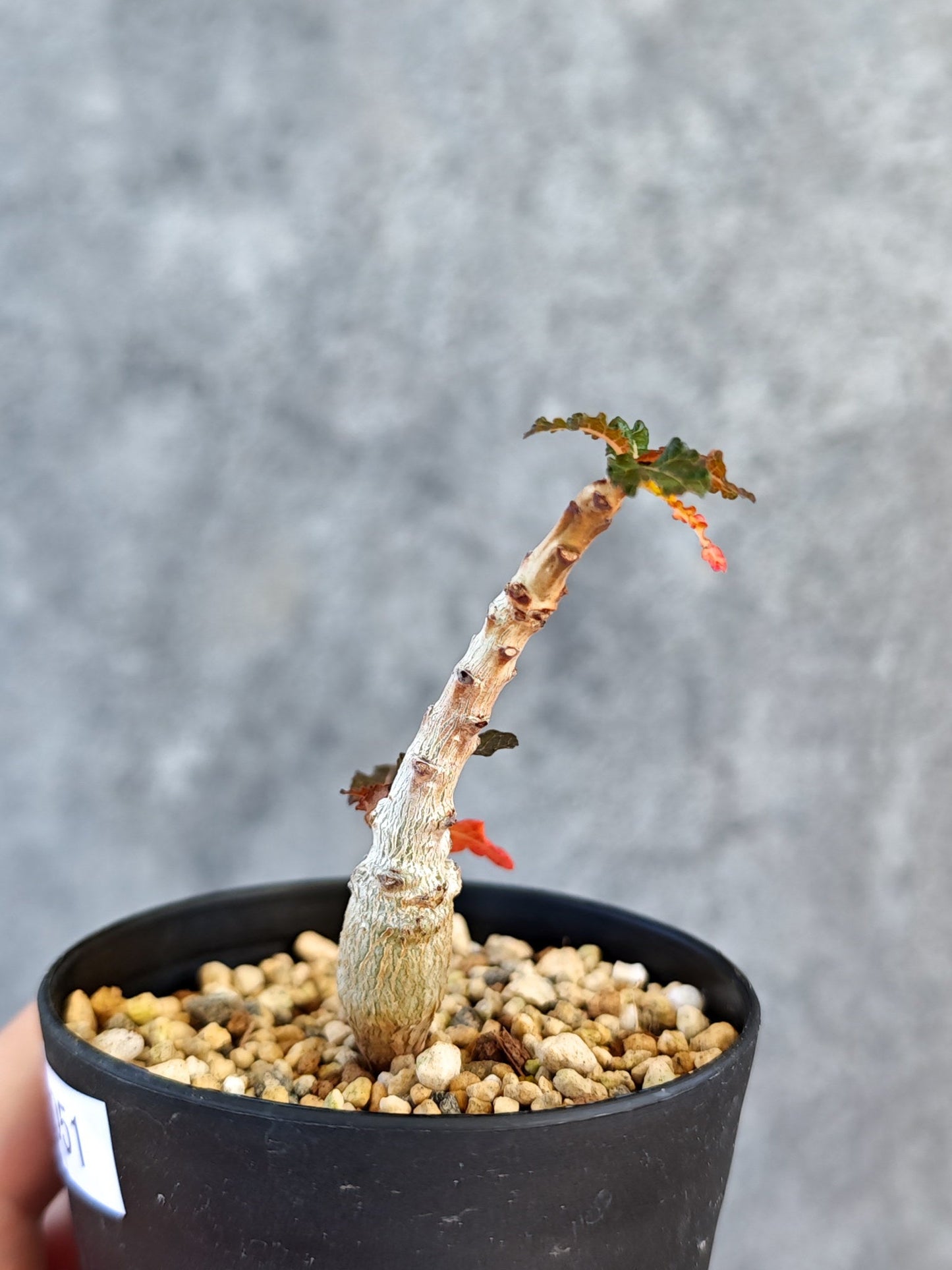【現品限り】ボスウェリア・ナナ 実生【K51】 Boswellia nana